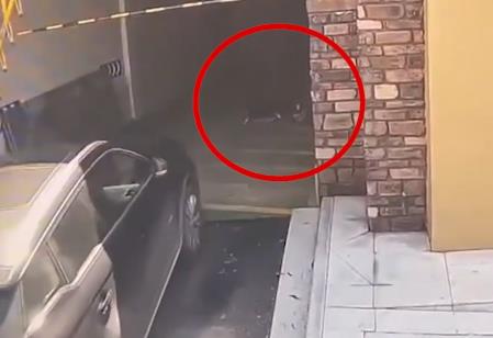 清潔工躺車庫被碾身亡司機(jī)申請(qǐng)國賠 原因竟是這樣實(shí)在是太意外了