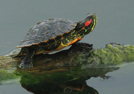 日本6月起禁止出售或放生小龍蝦 真相離奇讓人直呼太意外