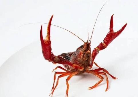 日本6月起禁止出售或放生小龍蝦 將小龍蝦列入外侵物種名單