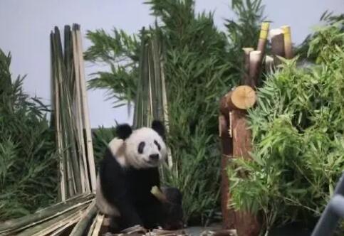 丫丫回到北京動物園 暫不對外展出 背后原因簡直驚呆了眾人