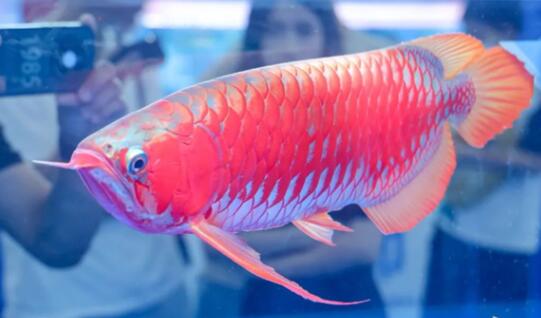 一條龍魚居然能換一套房 真相曝光簡直太驚人了 