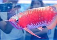 一條龍魚居然能換一套房 真相曝光簡(jiǎn)直太驚人了 