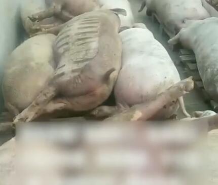 豬場(chǎng)電閘跳閘 高溫致上千頭豬死亡 照片曝光實(shí)在是太嚇人了