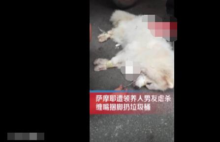 薩摩耶遭領養(yǎng)人男友捆腳丟棄死亡 原因太出乎意料了