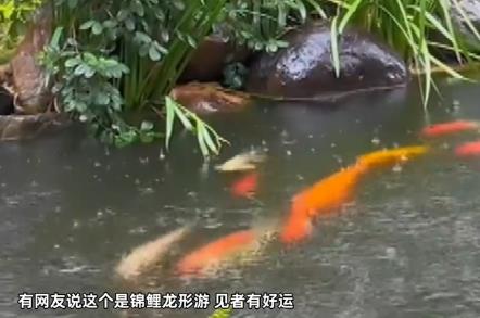 50多條錦鯉首尾相連“龍形游” 照片曝光直接讓人大呼意外