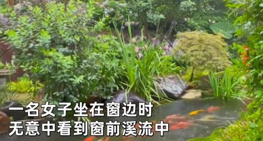 50多條錦鯉首尾相連“龍形游” 照片曝光直接讓人大呼意外