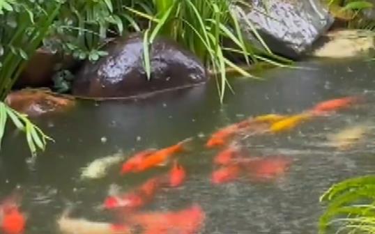 50多條錦鯉首尾相連“龍形游” 照片曝光直接讓人大呼意外