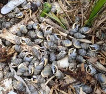 女子吃了兩捧割香螺心跳驟停 原因竟是這樣實(shí)在是太意外了