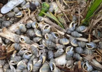 女子吃了兩捧割香螺心跳驟停 真相曝光簡直太驚人了