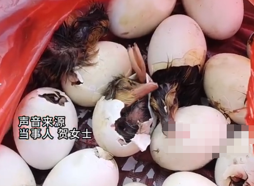 男子趕集買毛蛋到家全變鴨子 真相揭露真的令人大吃一驚