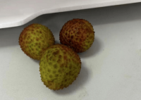 端午公司發(fā)了3顆荔枝 真相曝光簡(jiǎn)直太驚人了 