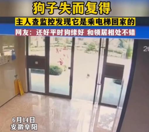 狗狗嫌天熱自己坐電梯回家 畫面曝光實在是讓人驚呆了