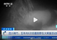 野生大熊貓用屁股蹭了蹭紅外相機 實在是憨態(tài)可掬