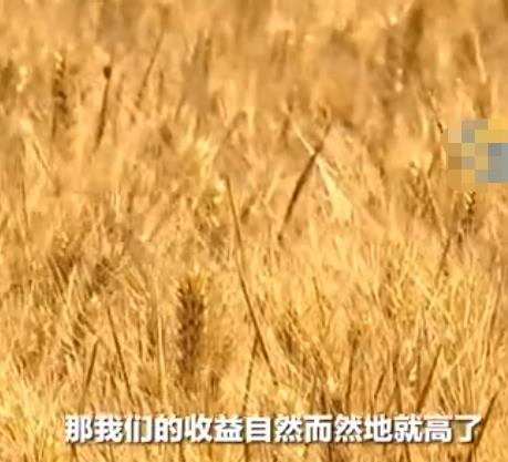 女子種地5600畝國(guó)企老公辭職支持 預(yù)計(jì)今年?duì)I收可達(dá)1800萬(wàn)元