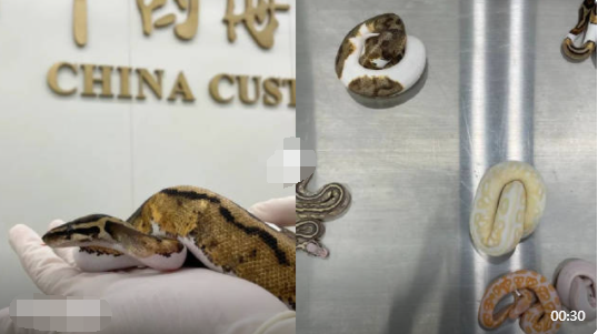 男子用棉襪裝6條活體蛇入境被查 真相太出乎意料了