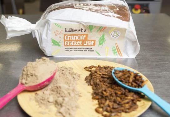 意大利做出蟋蟀面粉 每天大約有100萬只蟋蟀被制成食材