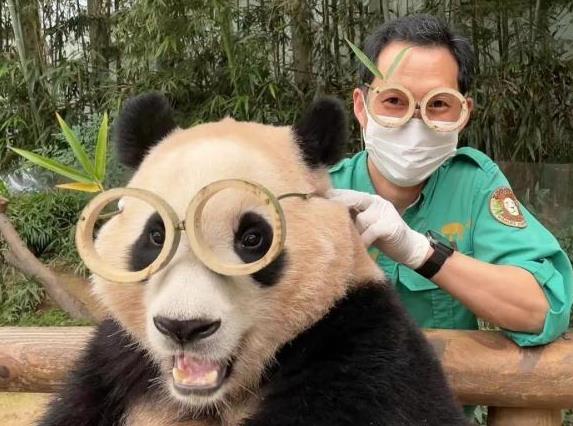 上萬韓國人競聘和大熊貓相關(guān)崗位 申請者多達13620人