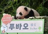 上萬韓國人競聘和大熊貓相關崗位 原因太出乎意料了