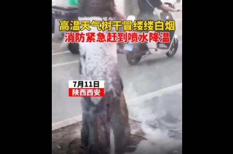 高溫天氣西安一行道樹冒白煙 原因太出乎意料了