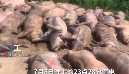 豬場(chǎng)因斷電死亡462頭豬損失近百萬 照片曝光實(shí)在是太嚇人了
