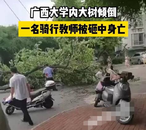 校方回應(yīng)教師被樹砸中身亡 原因太出乎意料了