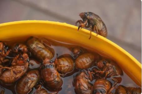 抓知了賣260元一斤10天賺萬元 背后原因簡直驚呆了眾人