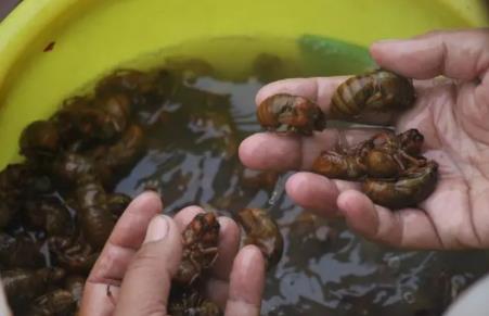 抓知了賣260元一斤10天賺萬元 背后原因簡直驚呆了眾人