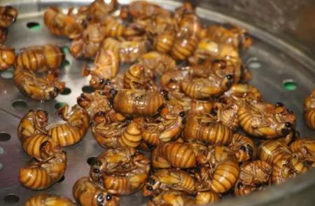 抓知了賣260元一斤10天賺萬元 背后原因簡直驚呆了眾人