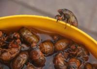 抓知了賣260元一斤10天賺萬元 真相離譜實(shí)在是太意外