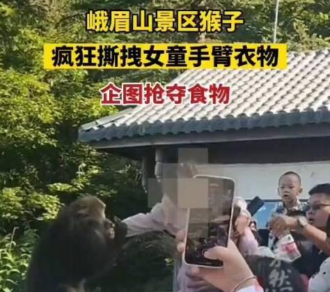 女童被峨眉山猴子撕拽搶奪食物 事件始末是什么?