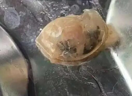 記者解剖鴨頭剝出鞏膜:反光質(zhì)感 真相揭露真的令人大吃一驚