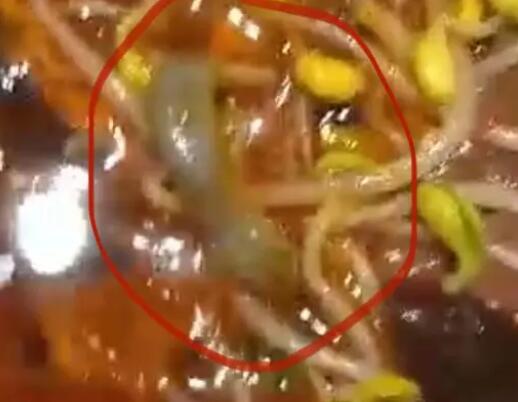 男子稱在飯店毛血旺里吃出壁虎 到底是什么情況?