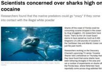 美國(guó)毒販海岸扔毒品或致鯊魚上癮 真相曝光簡(jiǎn)直太驚人了