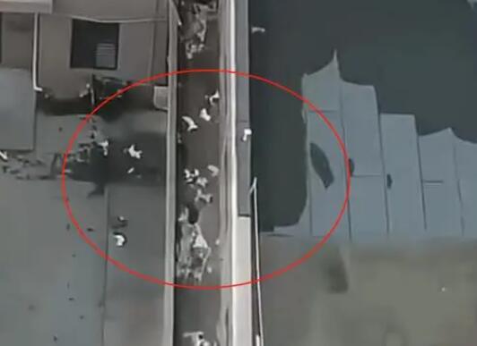 天津一小區(qū)15只貓墜亡 警方回應(yīng) 真相曝光簡直太驚人了