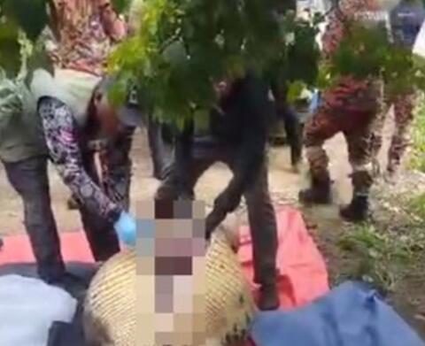 老人失蹤4天在鱷魚胃中發(fā)現(xiàn)遺骸 到底是什么情況?