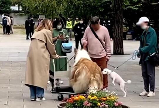 日本男子花10萬元把自己變成狗 真相曝光簡直太驚人了