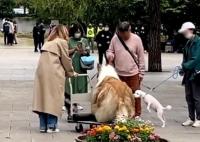 日本男子花10萬元把自己變成狗 真相曝光簡直太驚人了