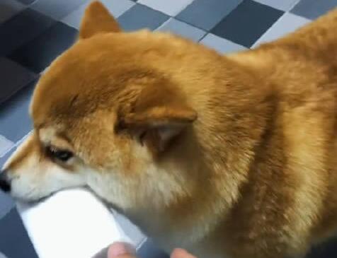 狗狗幫主人拿紙3入茅廁淡定轉(zhuǎn)身 到底是什么情況?