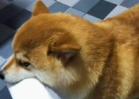 狗狗幫主人拿紙3入茅廁淡定轉身 真相曝光簡直太驚人了