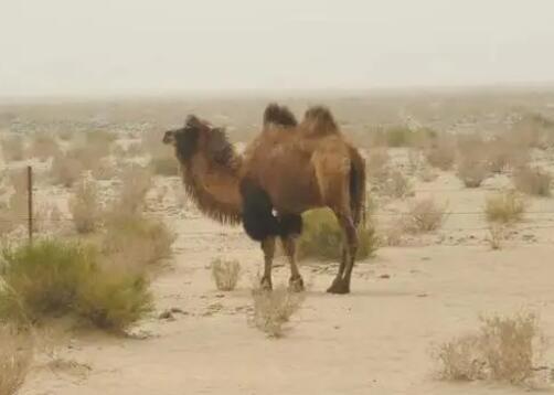 國內四大無人區(qū)到底有多恐怖 原因竟是這樣實在是太意外了