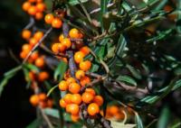 沙棘原漿的功效與作用 多少錢一斤?