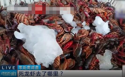 成噸死龍蝦疑似被做成蝦尾出售 照片曝光實在是太嚇人了