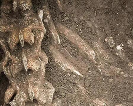 漢文帝霸陵殉葬坑發(fā)現(xiàn)大熊貓骨骼 原因竟是這樣實在是太意外了