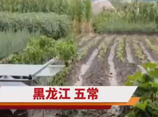 五常大米產(chǎn)地被淹 農(nóng)戶哽咽:全完了 到底是什么情況?