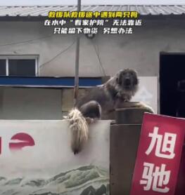 大狗洪水中仍看家 救援人員無法靠近 到底是什么情況?