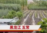 五常大米產(chǎn)地被淹 農(nóng)戶哽咽:全完了 真相太讓人心酸了