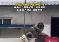 大狗洪水中仍看家 救援人員無法靠近 照片曝光實在是太驚人了 