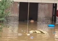 男子10次潛入洪水為救援隊開小區(qū)大門 真相曝光簡直太驚人了