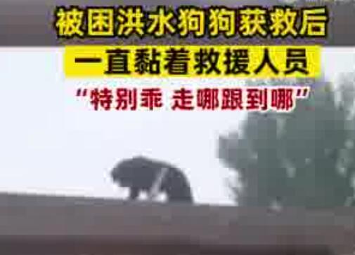 小狗被救后黏上救援隊(duì)隊(duì)員 真相曝光簡(jiǎn)直太驚人了