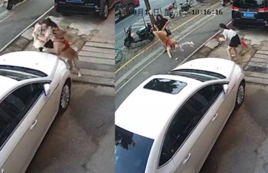 金毛撲倒女子事件雙方已和解 背后原因簡(jiǎn)直驚呆了眾人  